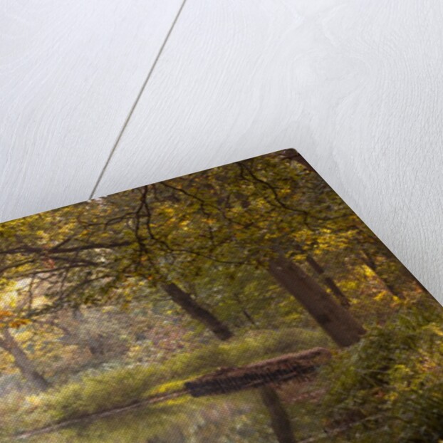 Basingstoke canal by Assaf Frank